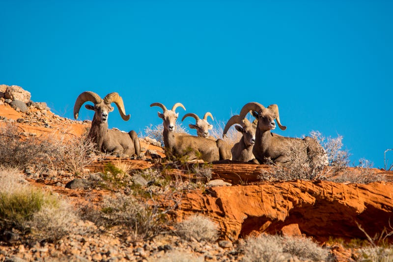 A number of bighorn sheep gaze down to the desert