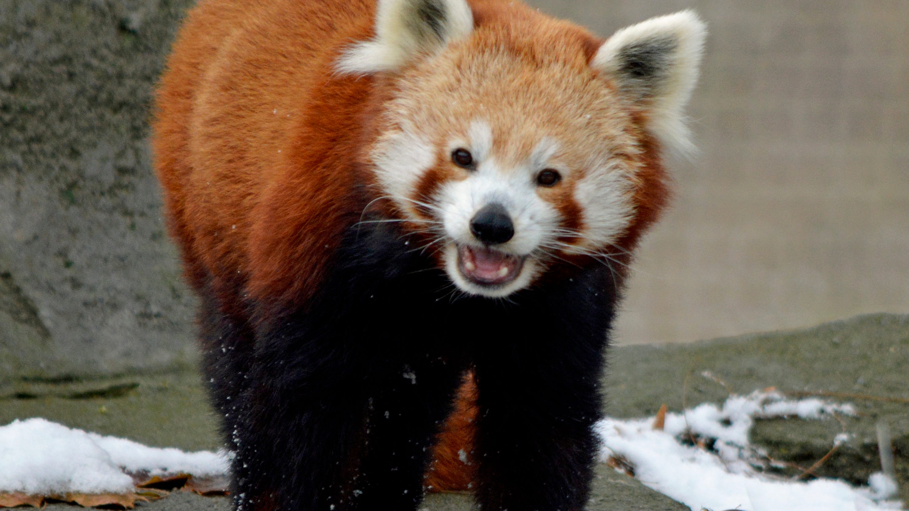 Ta-Shi, 16-year-old red panda at Detroit Zoo, put down after rapid decline in health