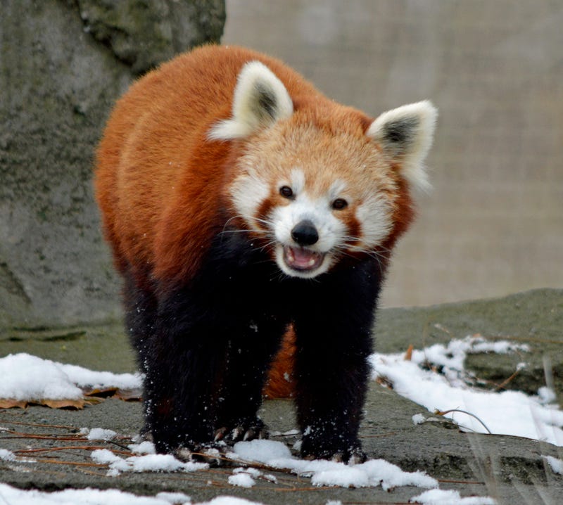 Ta-Shi, the red panda