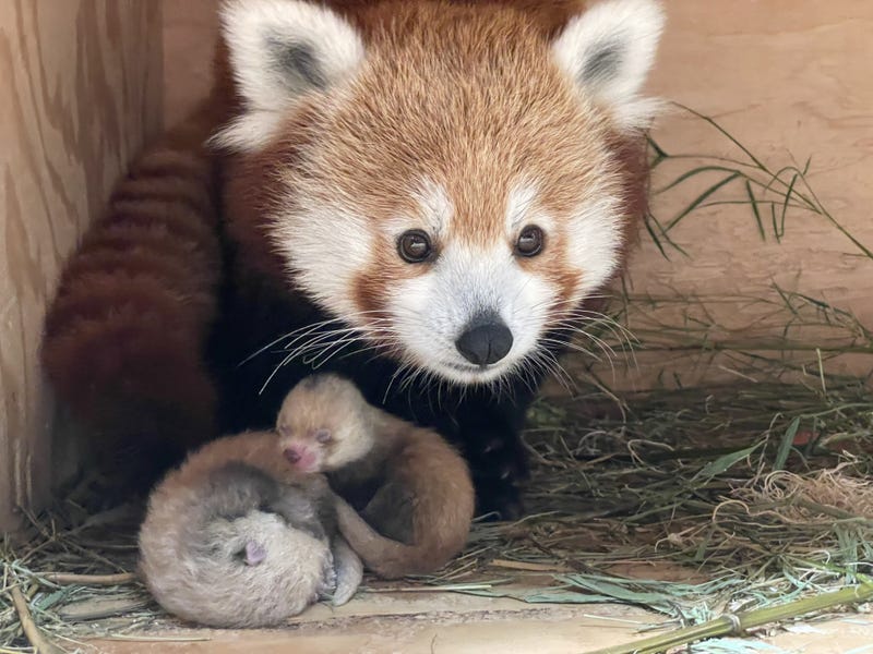 Ginger the red panda and her newborn twin cubs