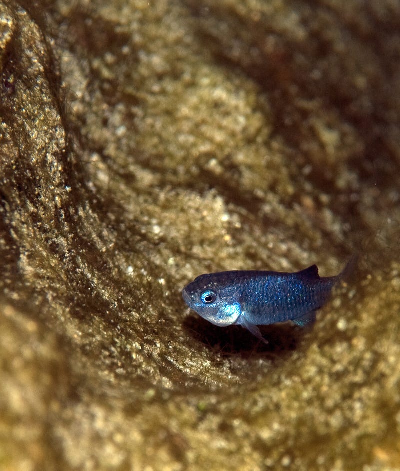 The endangered Devils Hole Pupfish