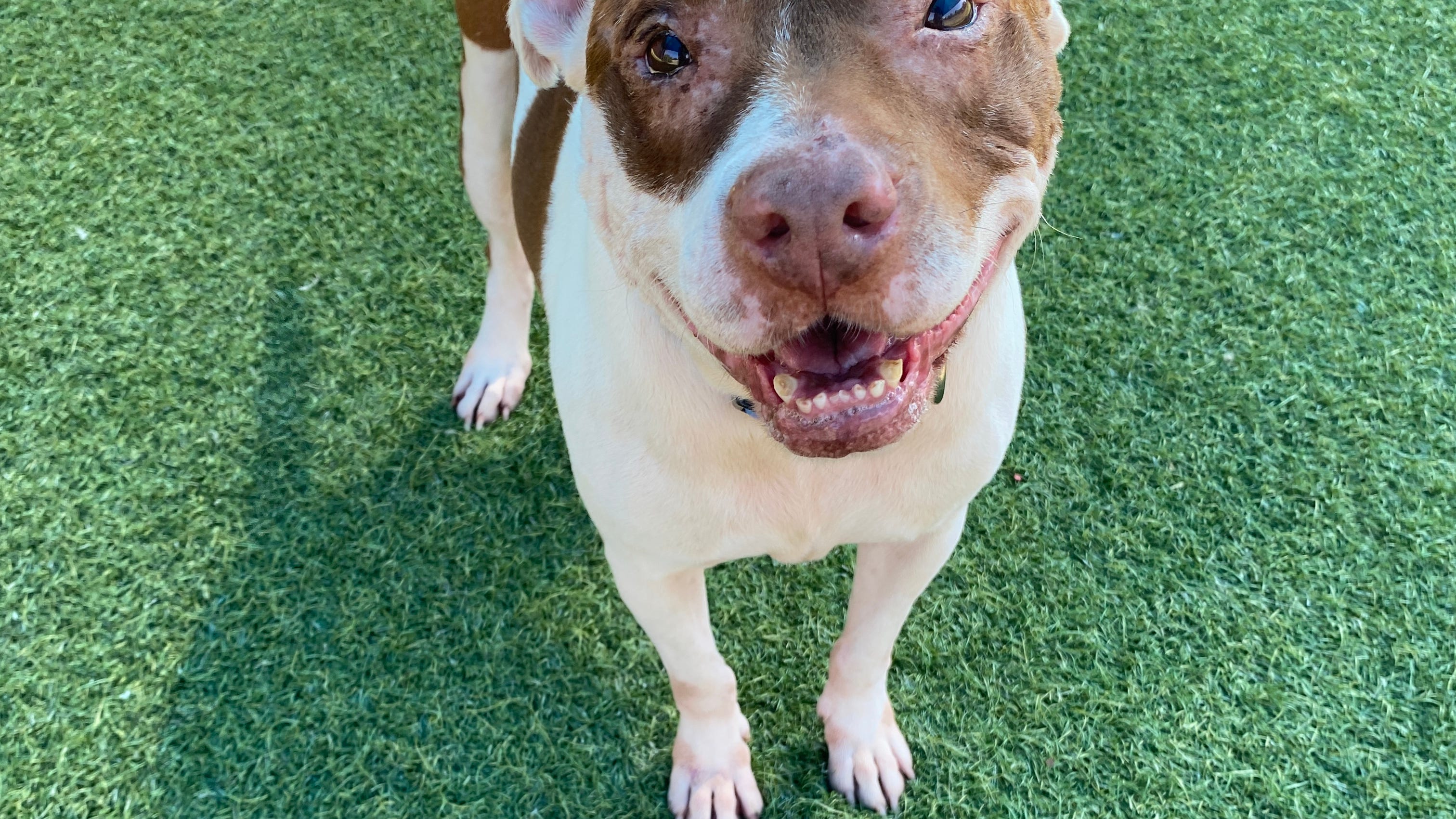 KLUV Canine Corner: Dexter– RESCUED