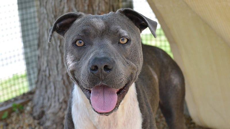 large grey dog with happy face and tongue out