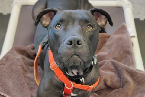 adoptable dog