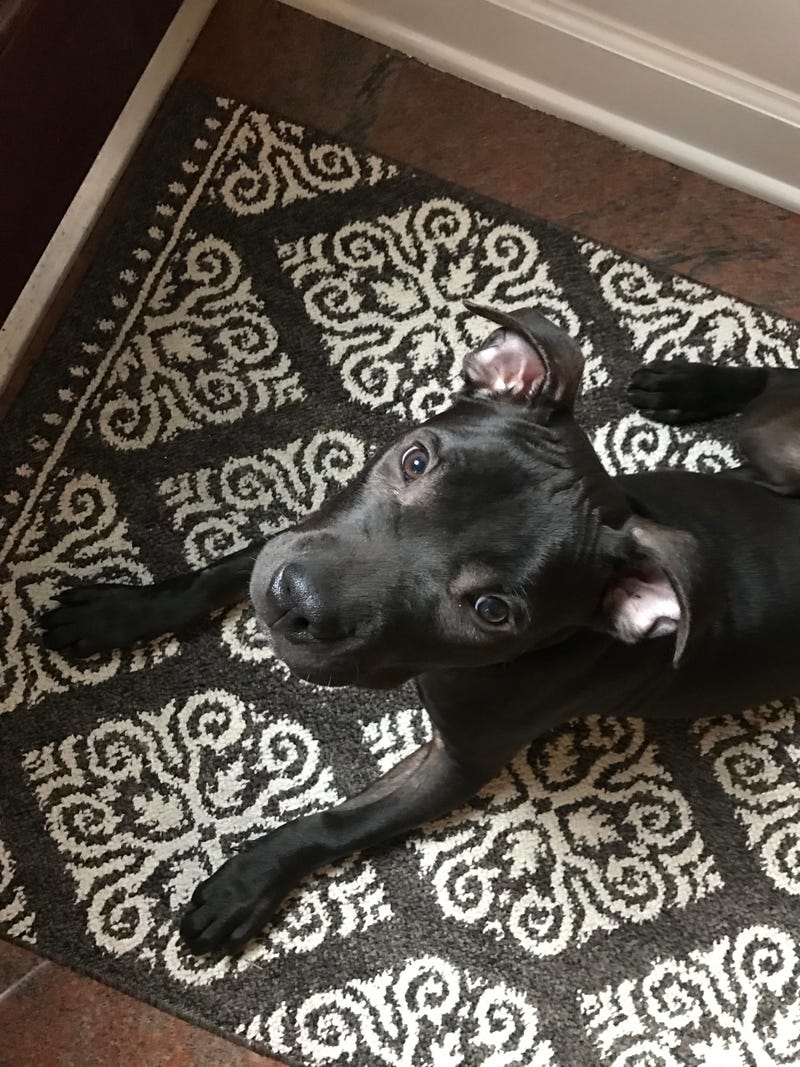 adoptable dog