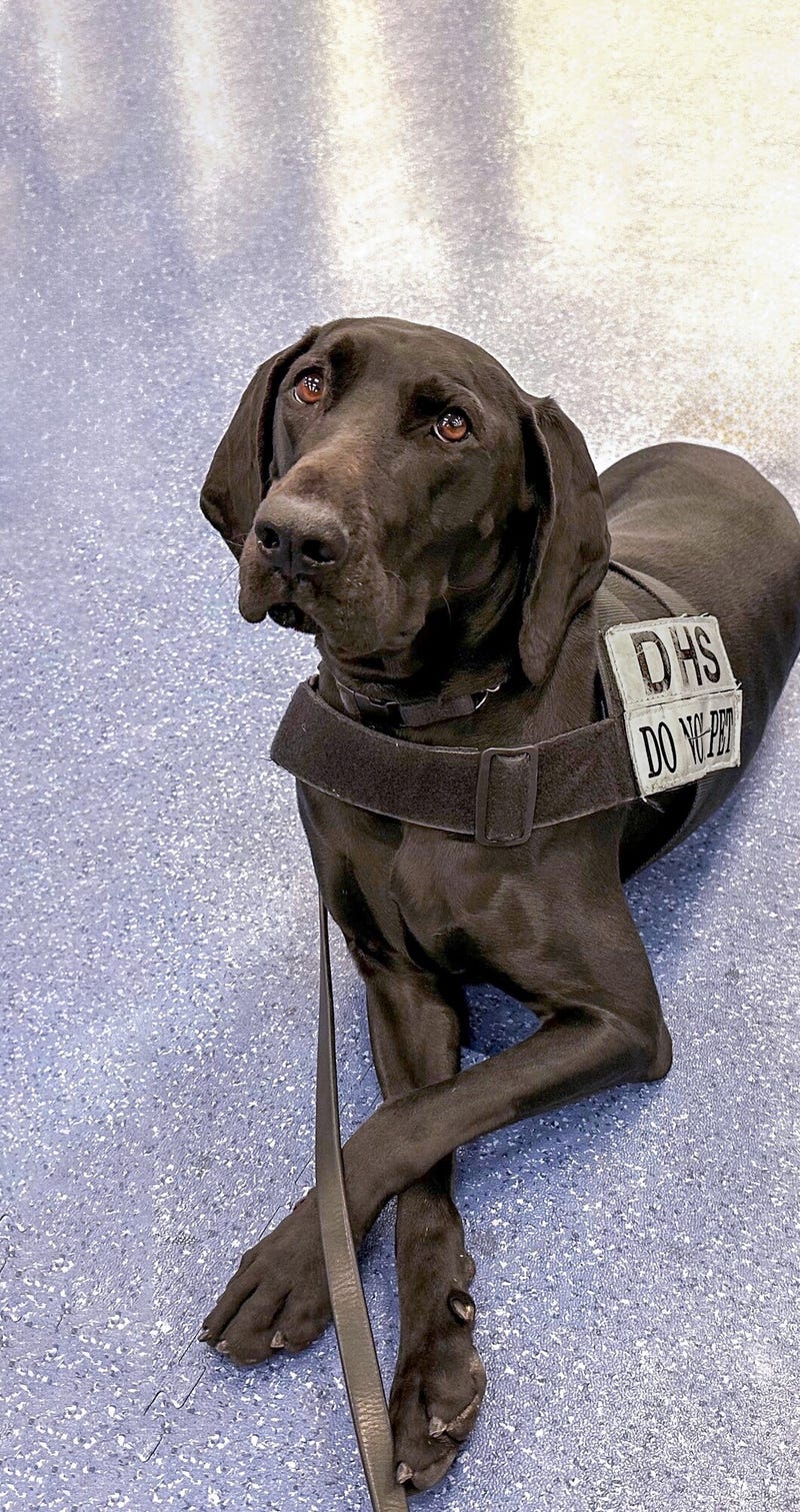 Dina, explosives detection canine at LAS