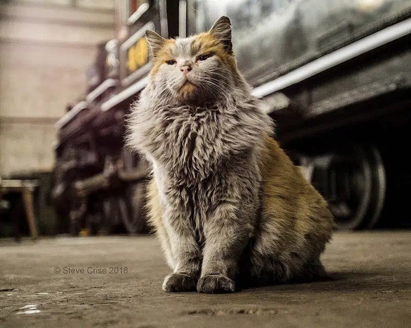 Dirtbag the Cat at the Nevada Northern Railway Museum