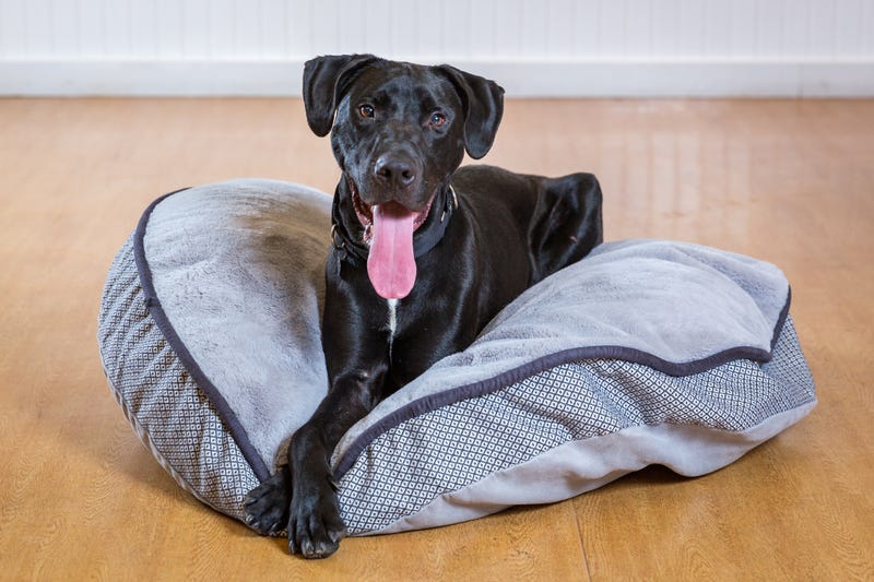 Ditto, a one-year-old Hound mix who is looking for a home with a yard where this athletic pup can run and play. He is smart and eager to please his favorite people
