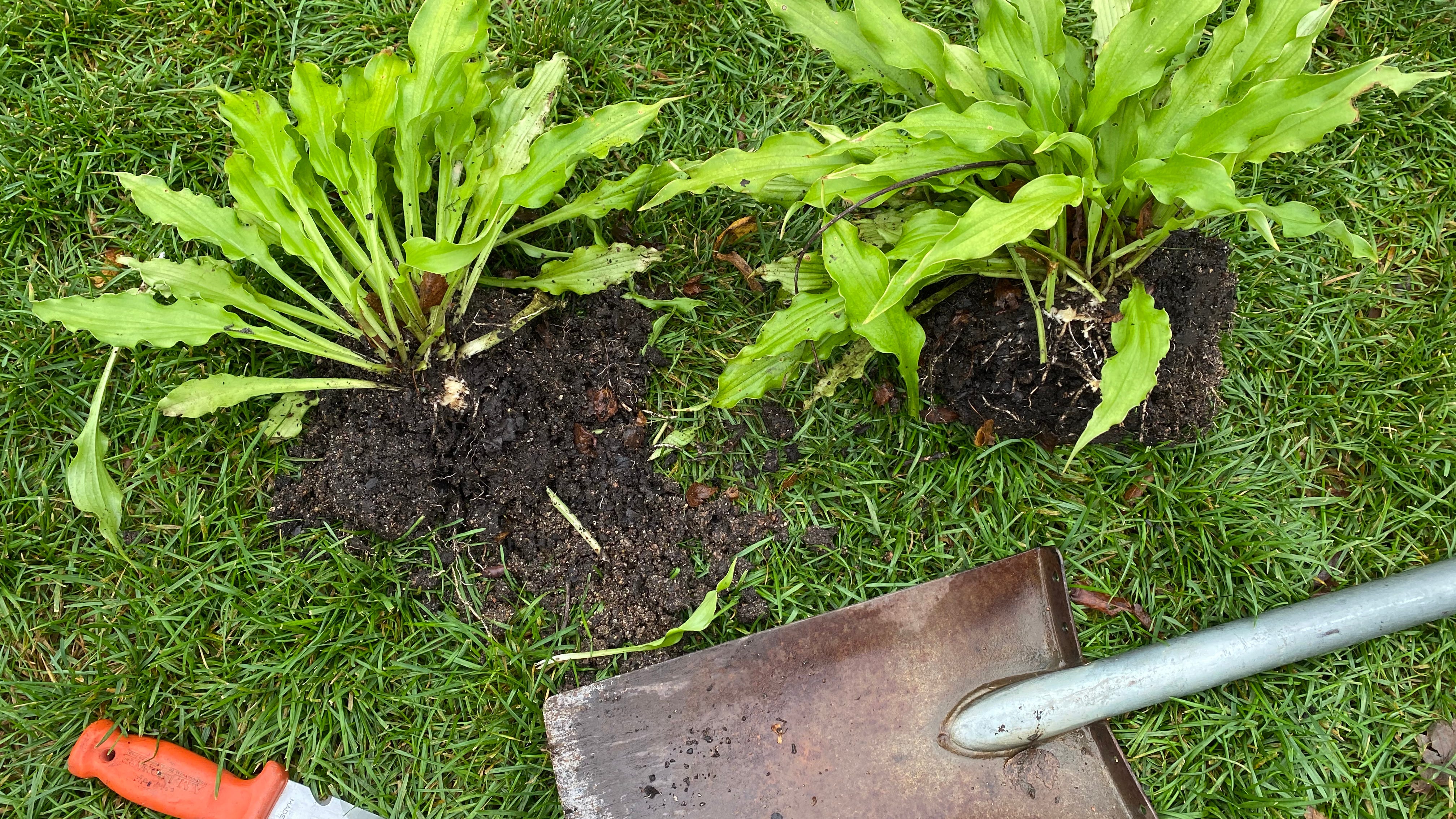 The benefits of dividing plants in your garden