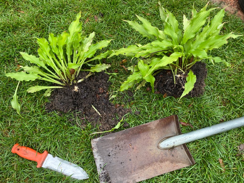 dividing plants
