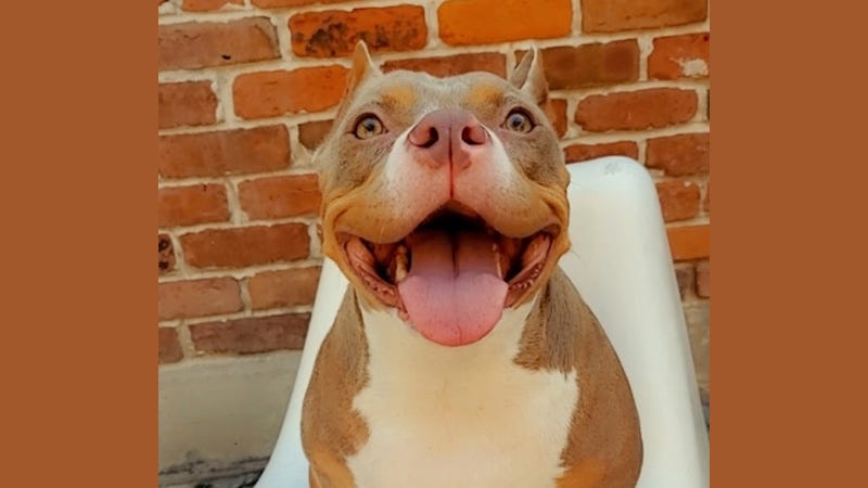 brown and white happy dog