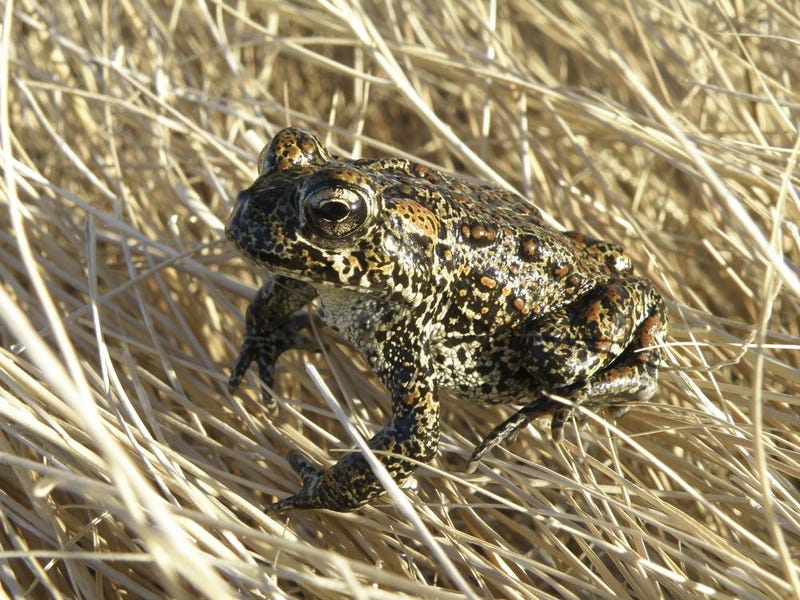 A Dixie Valley toad sits atop grass in Dixie Valley, Nev