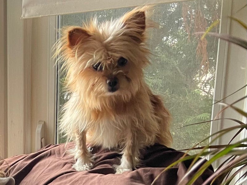 Dog