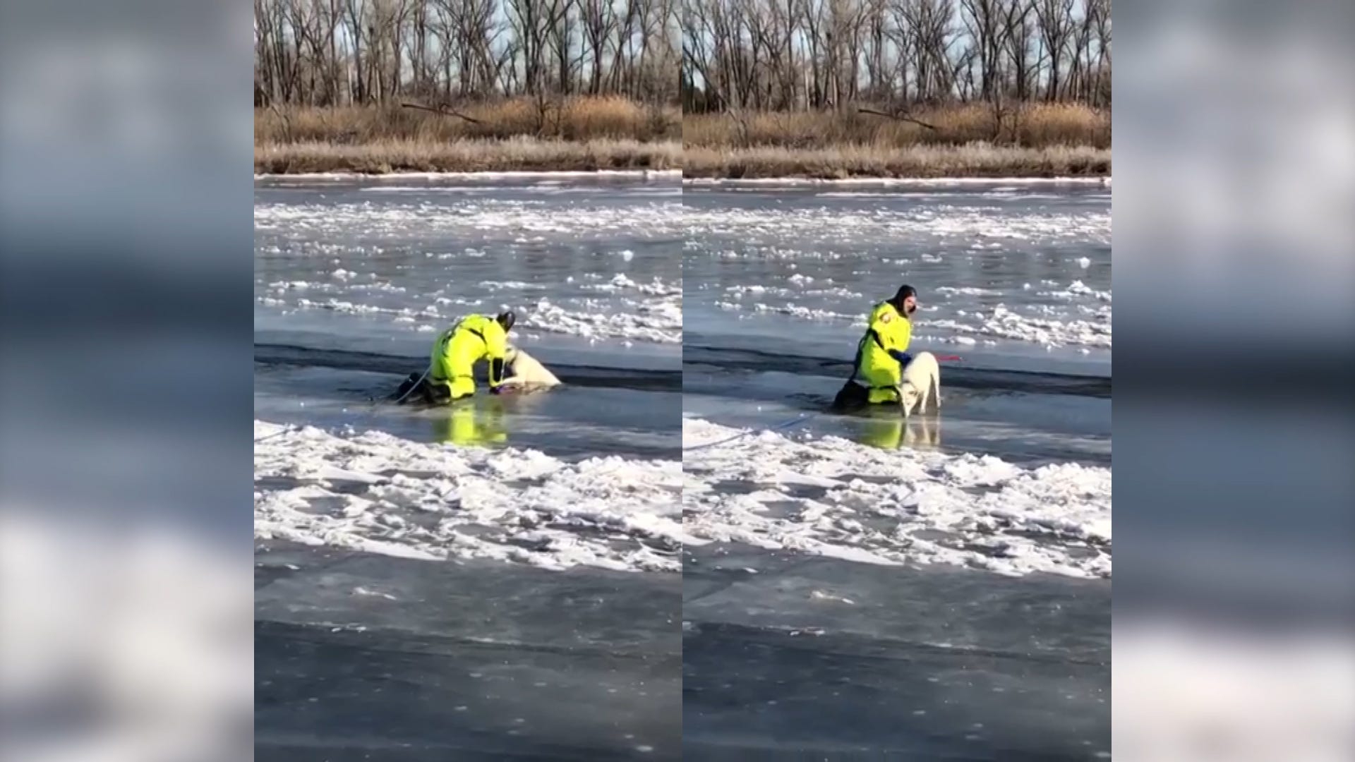 Firefighters Save 2 Dogs Stranded on Icy River