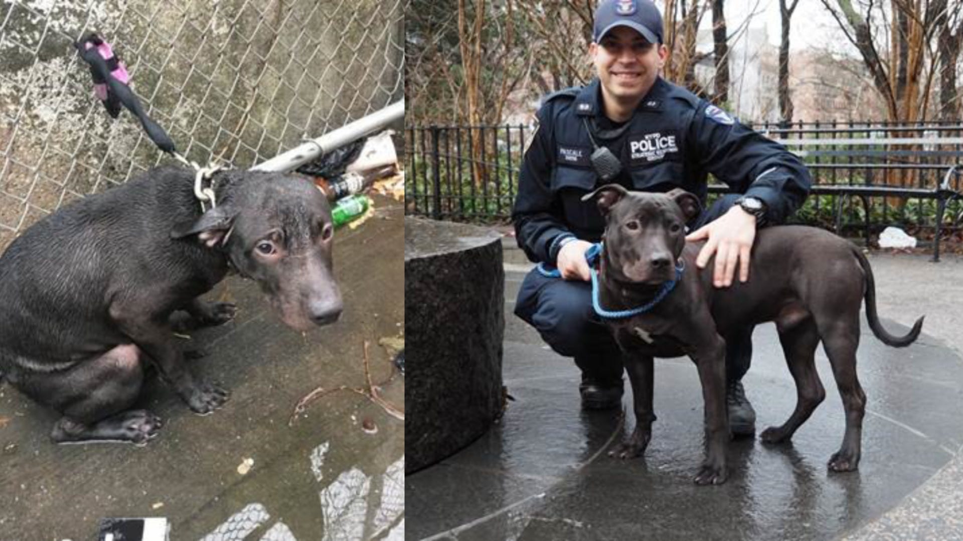 Cop Adopts Abandoned Dog After Finding It Chained to Fence in Freezing Rain