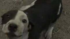 VIDEO: Puppy rescued from wildfire rubble