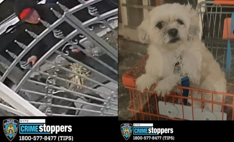 A man (left) is suspected of stealing Romeo Rivera the dog (right) from a driveway in East New York, Brooklyn, on March 18