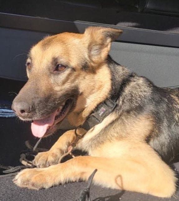 German shepard mix