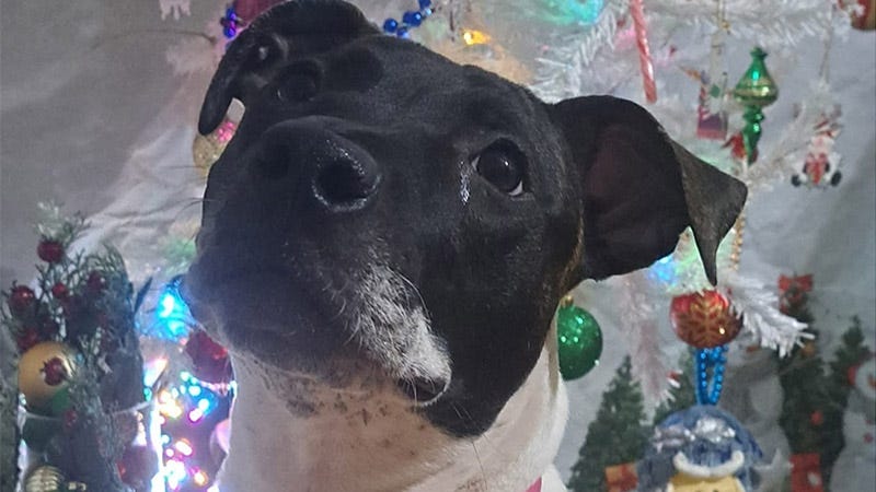 black and white dog's face in front of a Christmas tree