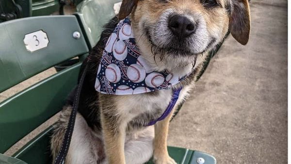 Rescue dog's perpetual smile is a reminder: 'We're just lucky we get another day'