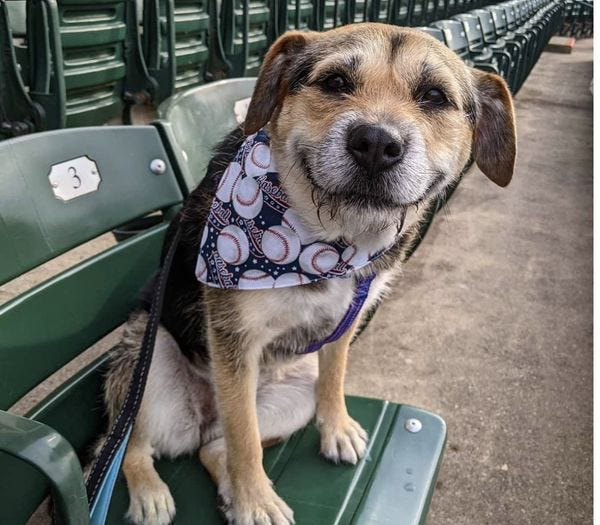 smiling rescue dog Heaven