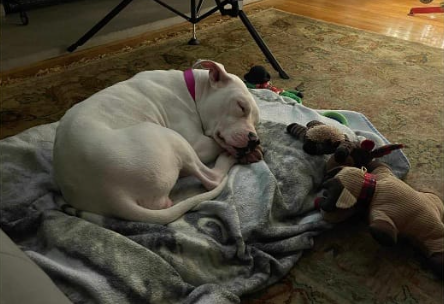 Dog rescued