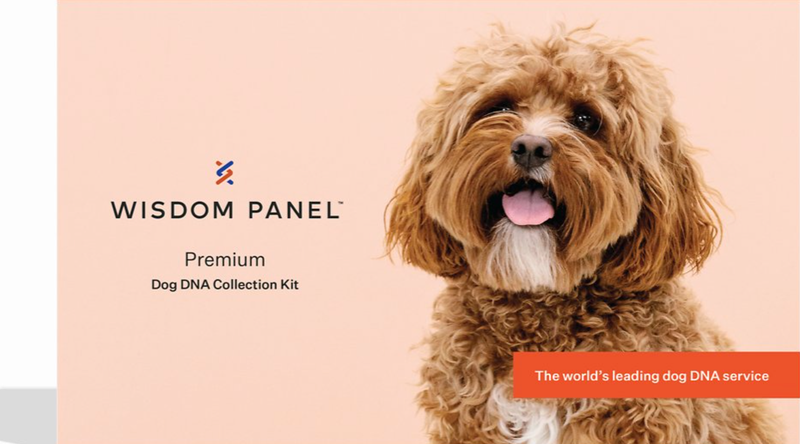 Premium breed and health identification DNA test for dogs 