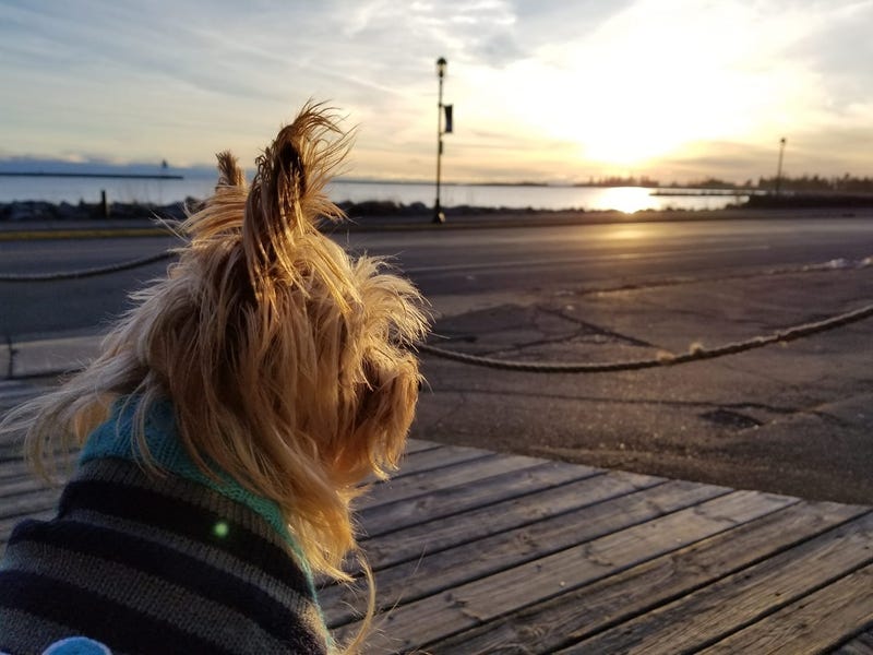 Grand Marais, Dog