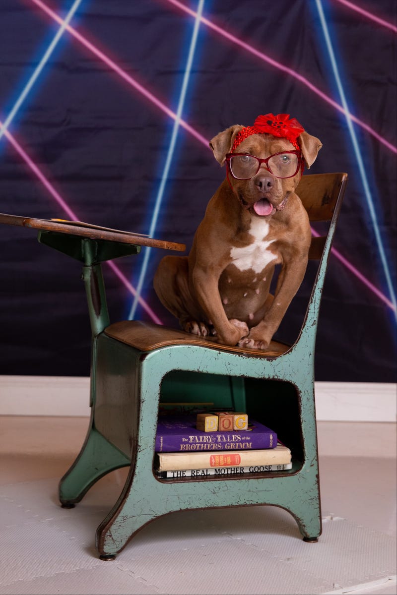 Dog In Class