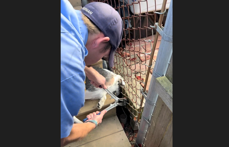 Pittsburgh EMS help a trapped dog