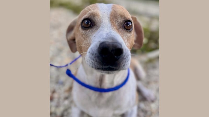 dog looking at camera