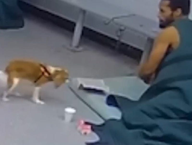 Genesee County Jail inmate attacks comfort dog
