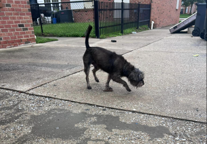 Dog in Baltimore area