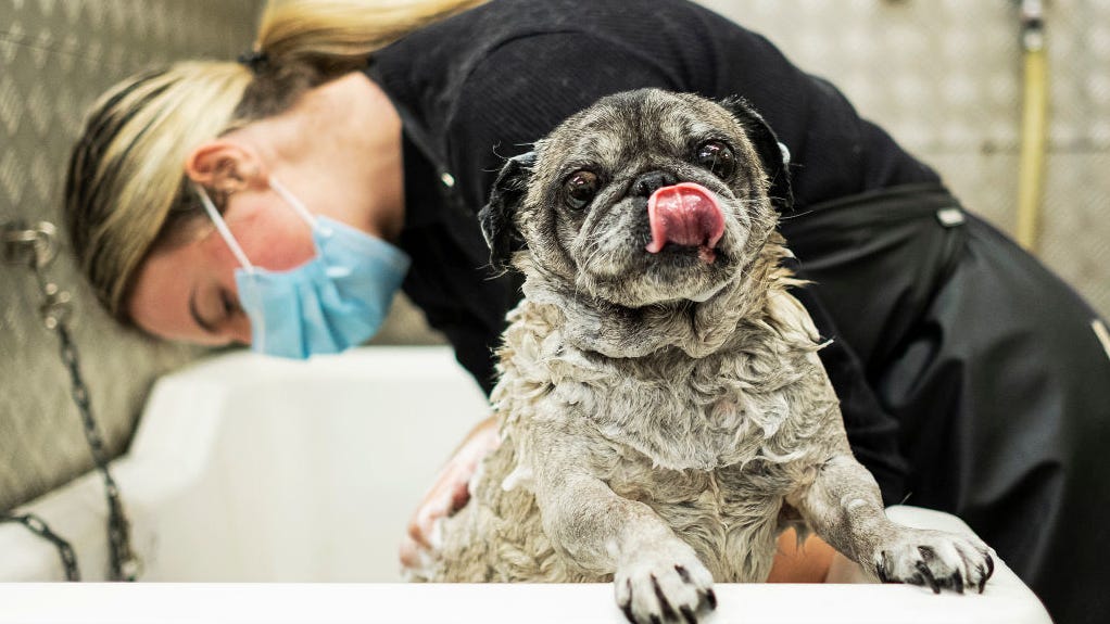 A 'shortage' of dog groomers delays pooch pampering