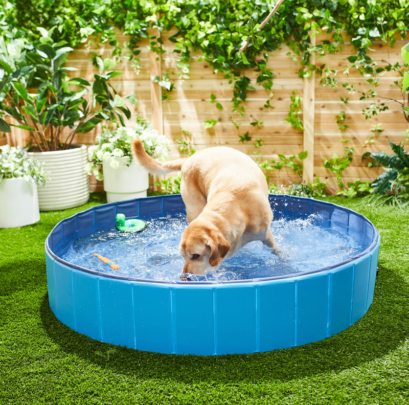 Outdoor dog swimming pool 