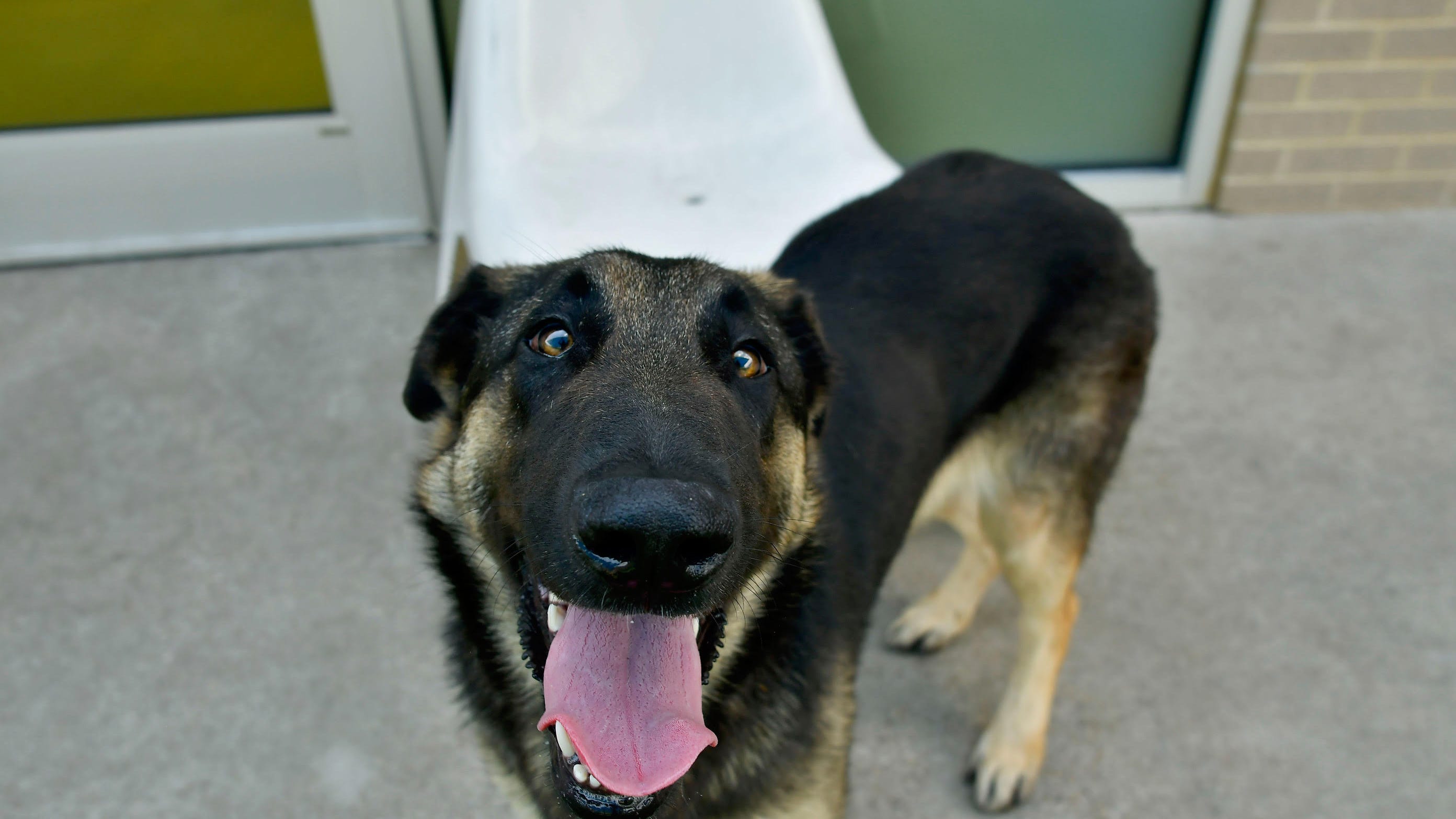 Canine Corner: Stella