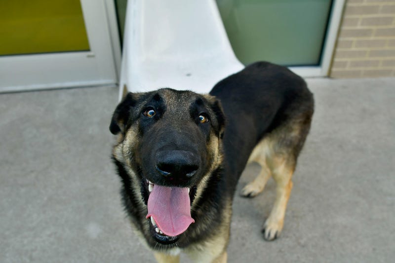 Lola #A1176881