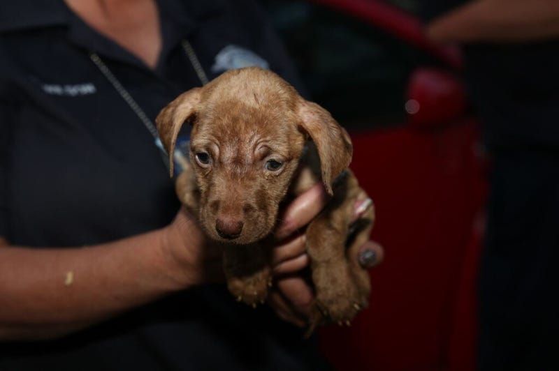 Dogs Found Neglected
