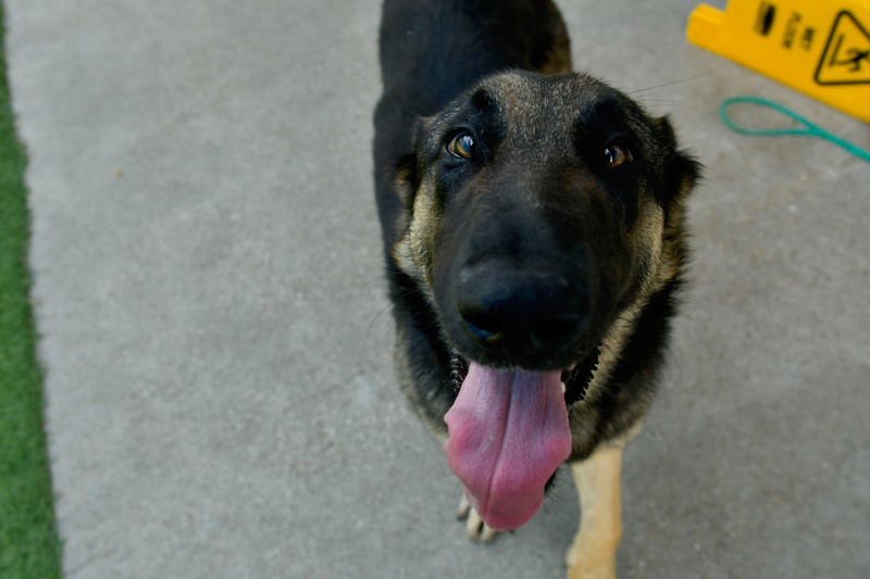 Lola #A1176881