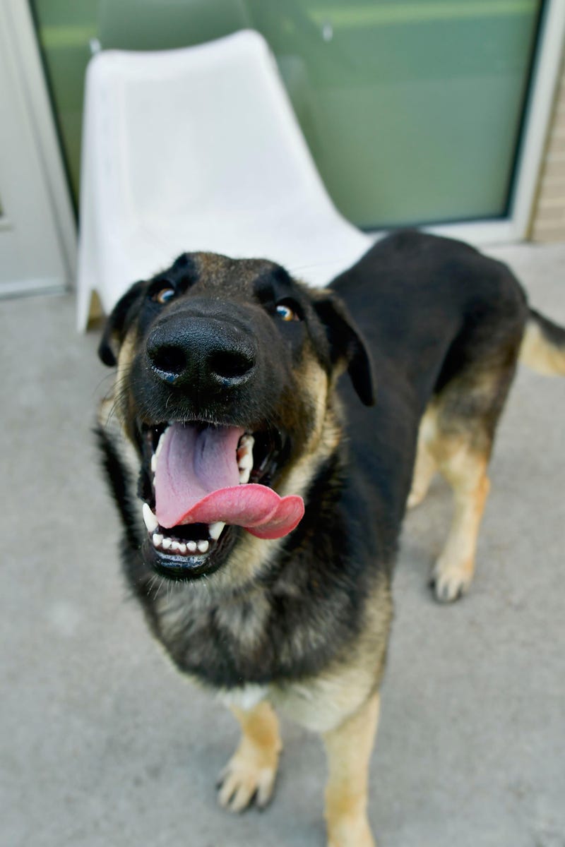 Lola #A1176881