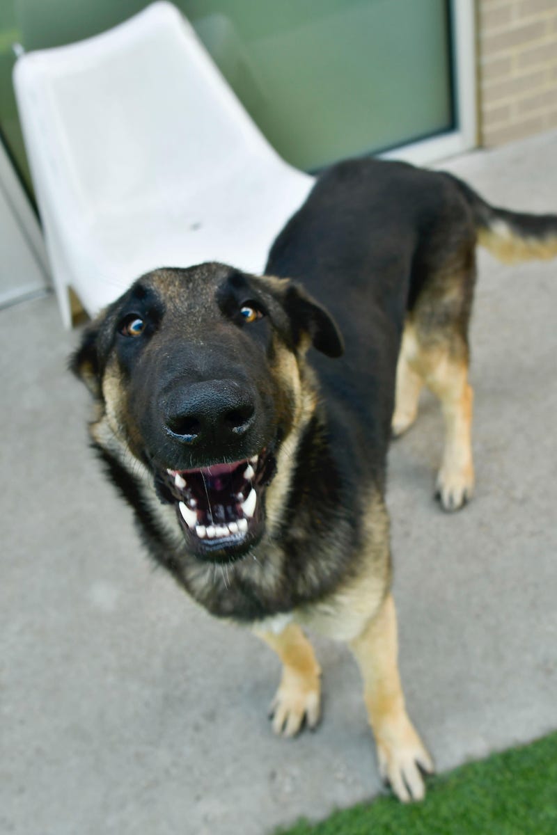 Lola #A1176881