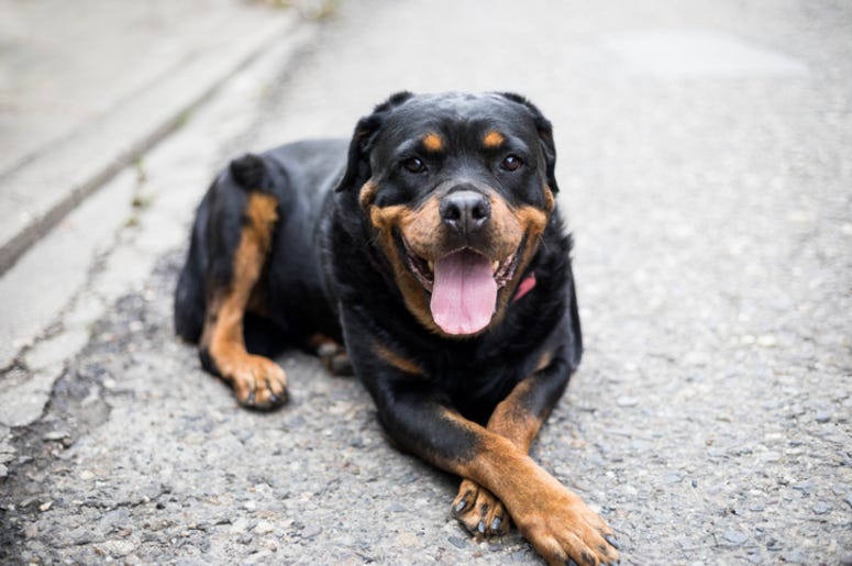 Dog