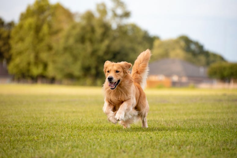 Dog