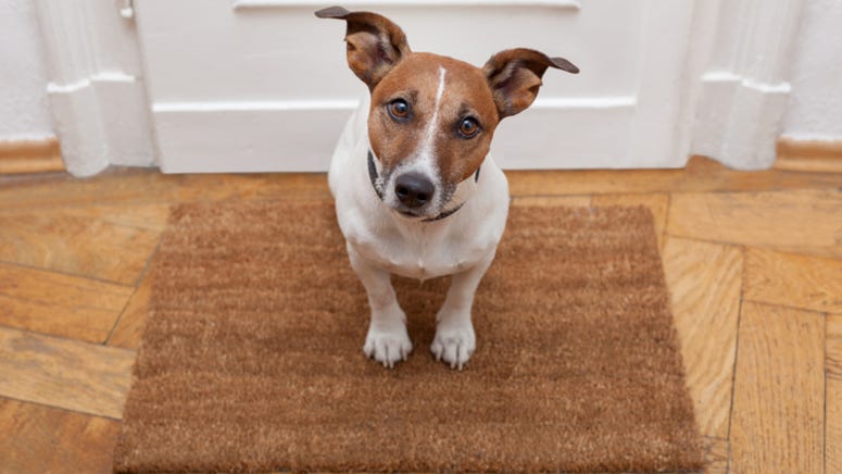 Dog hilariously reacts to hearing owner’s voice on doorbell security camera