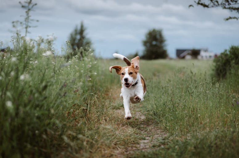 Dog
