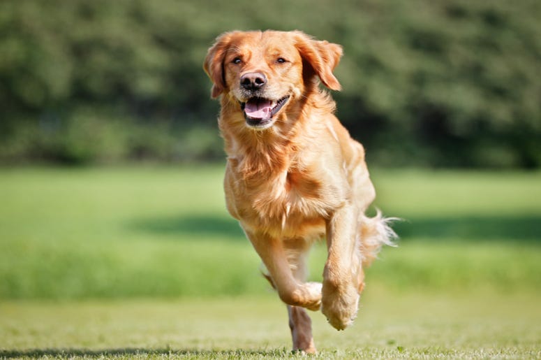 Dog