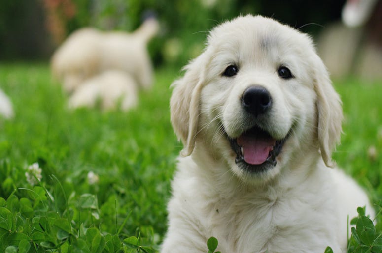 Dog