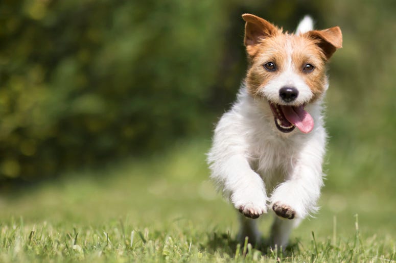 Dog