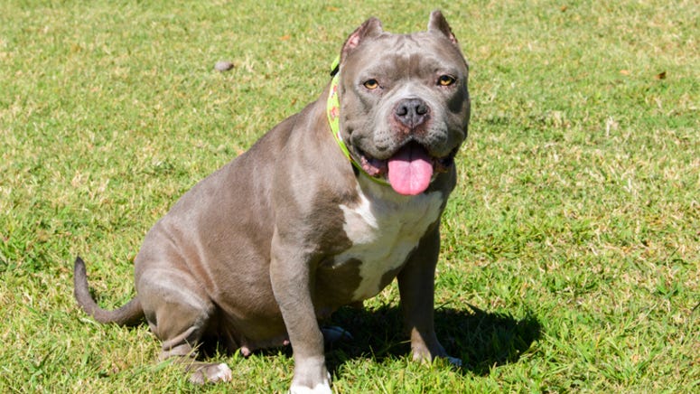 Woman rides on hood of speeding car in attempt to stop puppy robbery from pet store