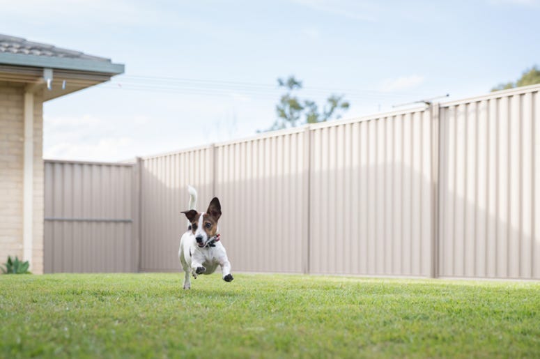 apartmet complexes for dogs